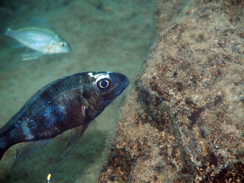 Ophthalmotilapia sp. 'whitecap' Mabilibili Bay